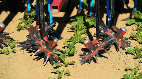 La bineuse permet de travailler l’interrang, entre 2 et 4 cm de profondeur. Il est possible de l’équiper de moulinets si on veut se rapprocher du rang.